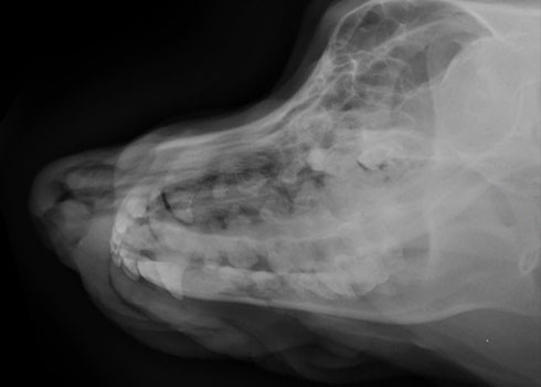Canine head study: fusion of digital radiography and computed tomography.